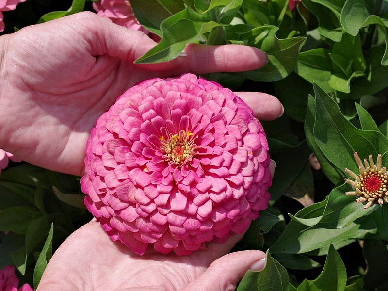 Партнер Цинния F1 ПРИМАВЕРА / георгиновидная ^(4шт), изображение 1