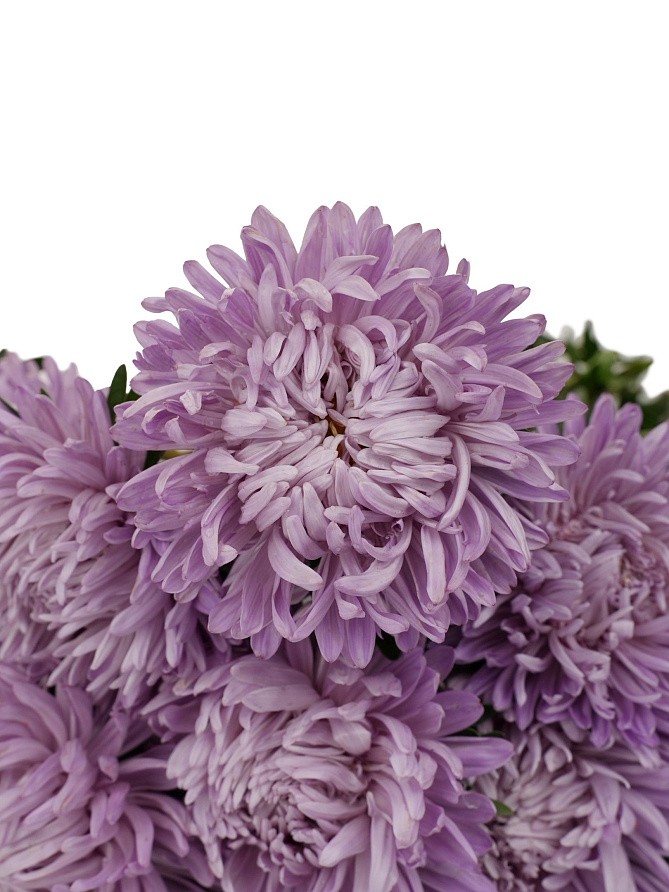 Партнер Астра китайская ВЕЧЕРНЯЯ ТАЙНА ^(5шт в амп), изображение 1