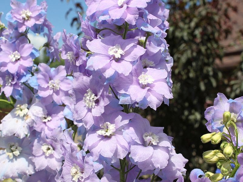 Партнер Дельфиниум F1 новозеландский МОНИНГ ЛАЙТ ^(3шт), изображение 2