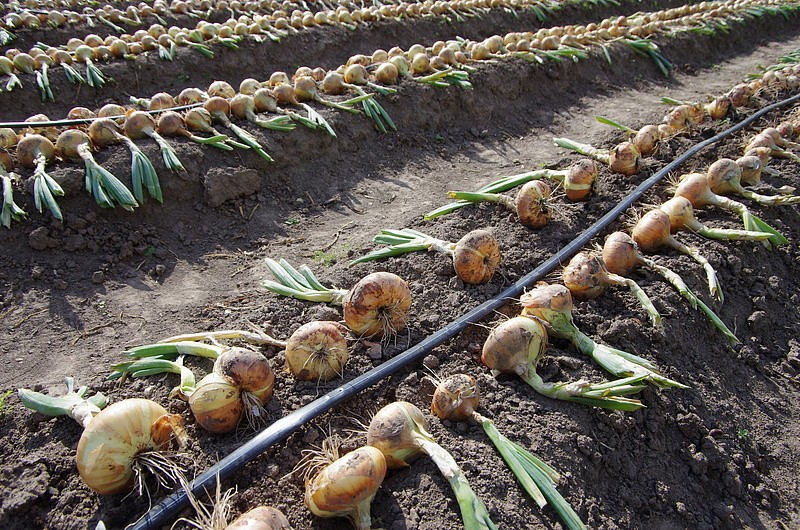 Партнер Лук репчатый ШТУТТГАРТЕР РИЗЕН ^(1г), изображение 1