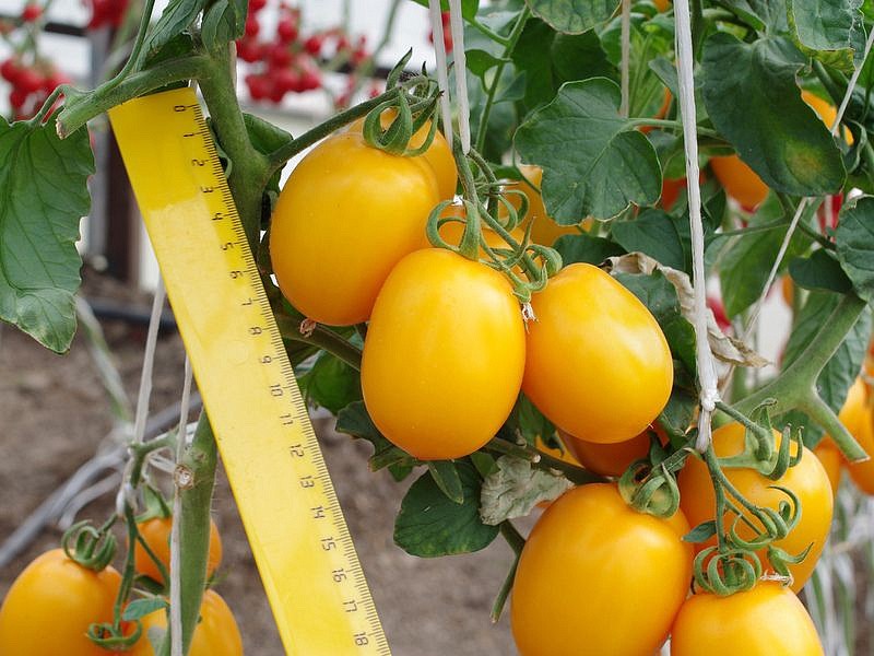 Партнер Томат РЕНЕССАНС F1 ^(10шт) 2-ной пак, изображение 2