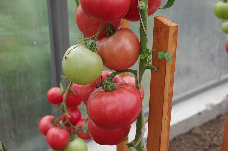 Партнер Томат ПИНК ИНТУИШН F1 ^(5шт) 2-ной пак, изображение 1