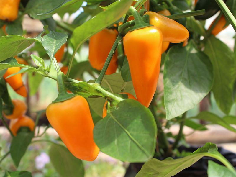 Партнер Перец ФАННИ ^(0,25гр) 2-ной пак, изображение 1