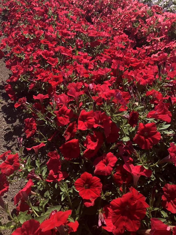 Партнер Петуния серия "Мон Амур" БЕРЗЕ F1 /многоцветковая прямостоячая ^(5шт в амп), изображение 1