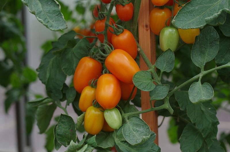 Партнер Томат ВЕРСАЛЬ F1 ^(10шт) 2-ной пак, изображение 8