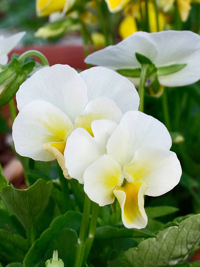 Партнер Виола F1 серия "Соблазн" ЗОЛОТО НИБЕЛУНГОВ ^(10шт) 2-ной пак, изображение 3