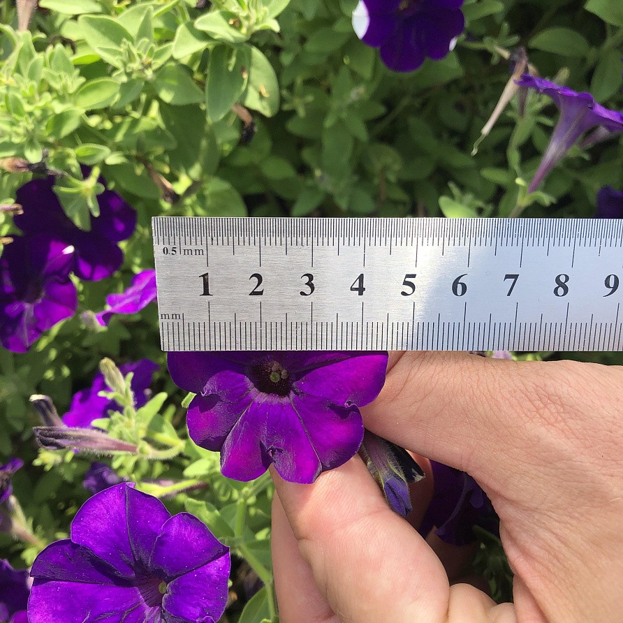 Партнер Петуния серия "Мими" СИЛЬВАНА F1 / многоцветковая каскадная^(5шт в амп), изображение 3