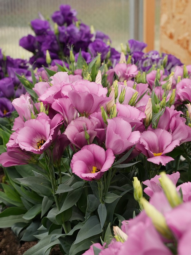 Партнер Эустома F1 карликовая МИСС ШАРЛИ ^(5шт в амп), изображение 4