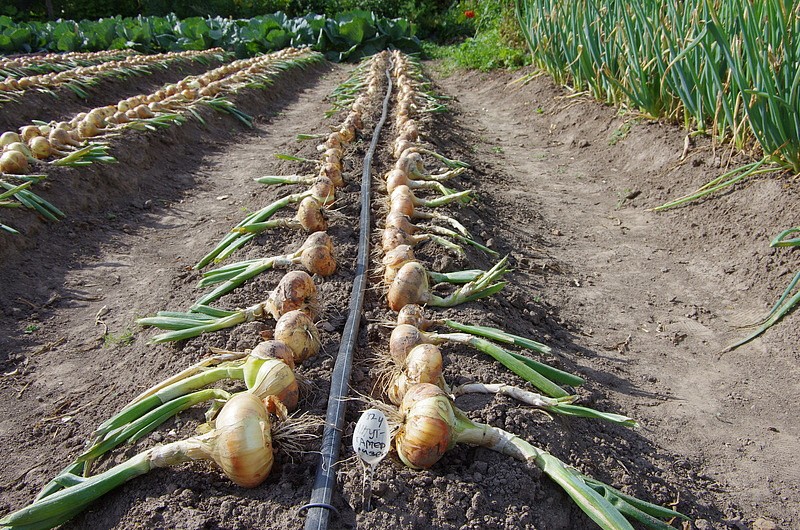 Партнер Лук репчатый ШТУТТГАРТЕР РИЗЕН ^(1г), изображение 2