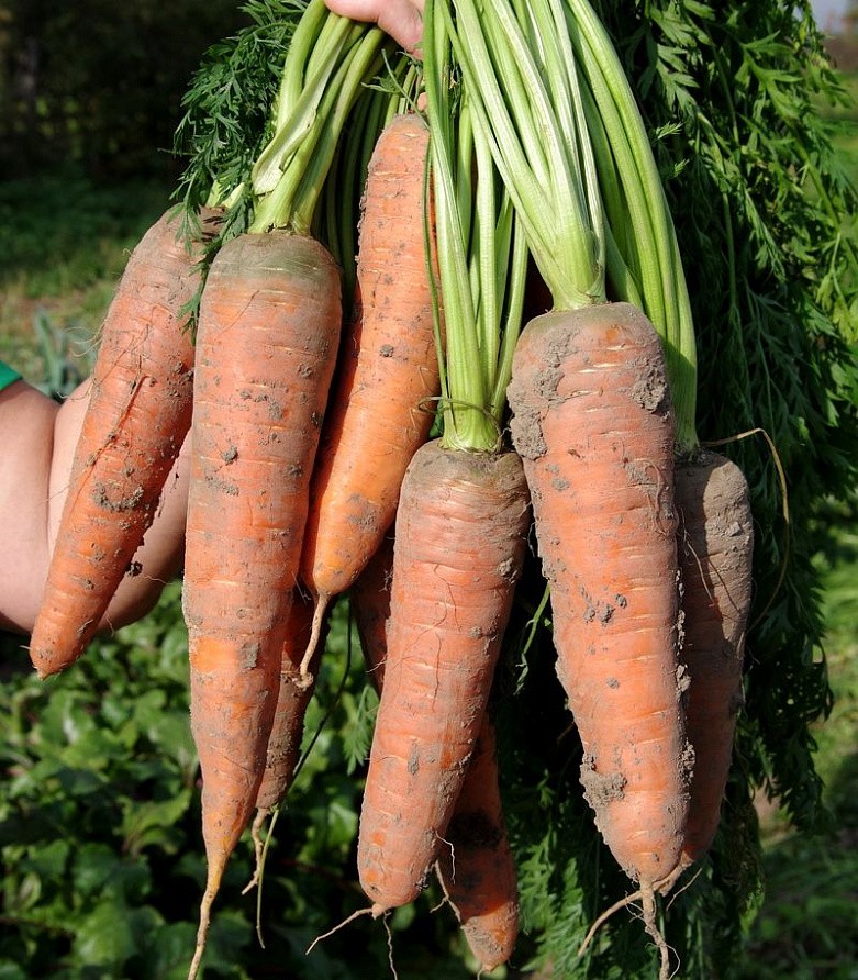 Партнер Морковь КАНАДА F1 ^(0,5г), изображение 1