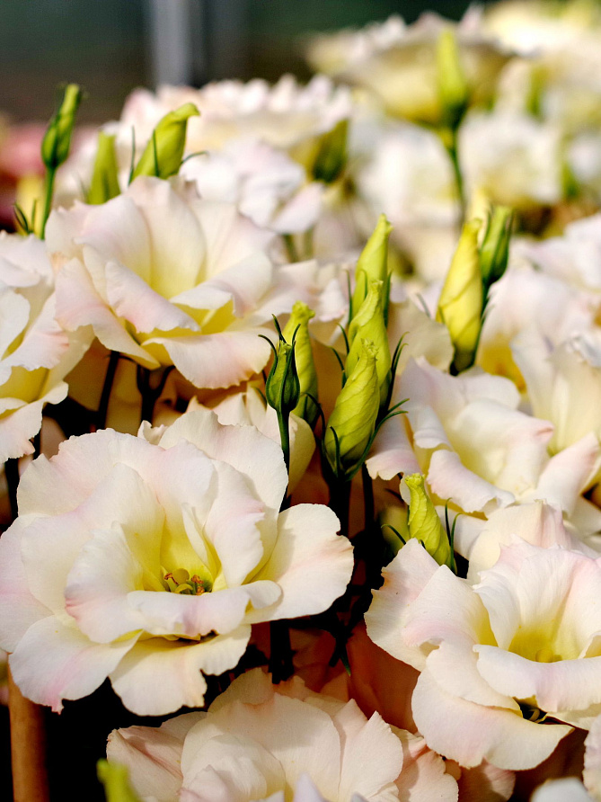 Партнер Эустома F1 срезочная махровая МАДАМ БАТТЕРФЛЯЙ ^(5шт в амп), изображение 3