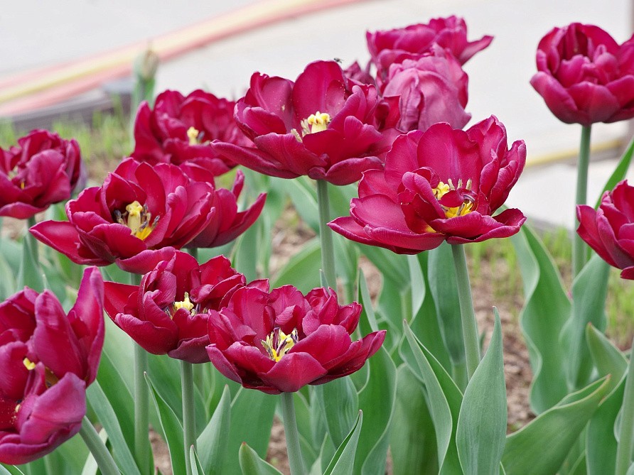 Партнер Тюльпан махровый ранний Элисон Бредли ^(5шт/уп), изображение 4