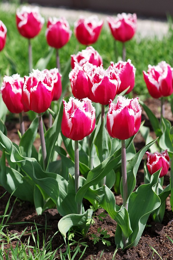 Партнер Тюльпан бахромчатый Нью Санта ^(5шт/уп), изображение 5