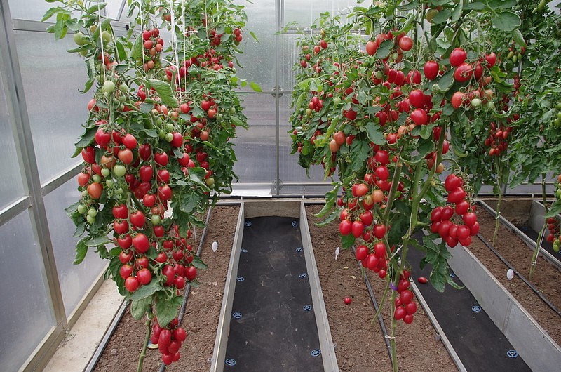 Партнер Томат МАЛИНОВОЕ ПЛАМЯ F1 ^(10шт) 2-ной пак, изображение 2