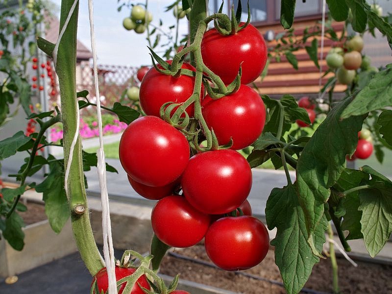 Партнер Томат МИРАНДАЛИНА F1 ^(5шт) 2-ной пак, изображение 1