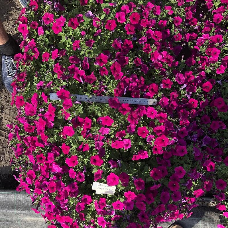 Партнер Петуния серия "Итальянка" ВИОЛЕТТА F1 /многоцветковая каскадная фиолетовая ^(5шт в амп), изображение 4