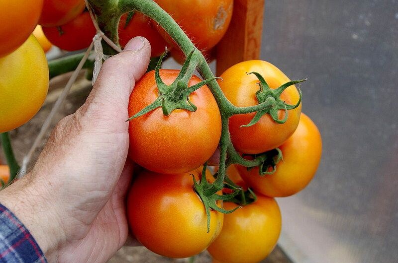 Партнер Томат ОРАНЖЕВАЯ МАМА F1 ^(0,05г) 2-ной пак, изображение 2