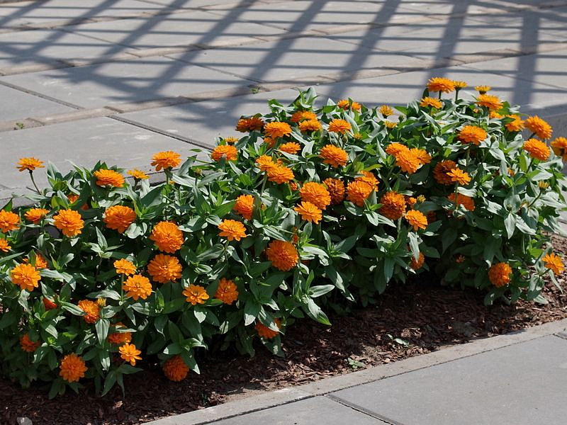 Партнер Цинния МАНДАРИНОВЫЙ КОНФИТЮР / мариландская махровая ^(5шт) , изображение 5