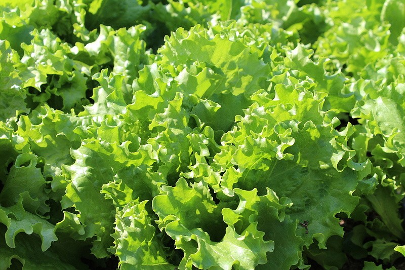 Партнер Салат листовой ГЕРКУЛЕС ^(0,5г), изображение 2