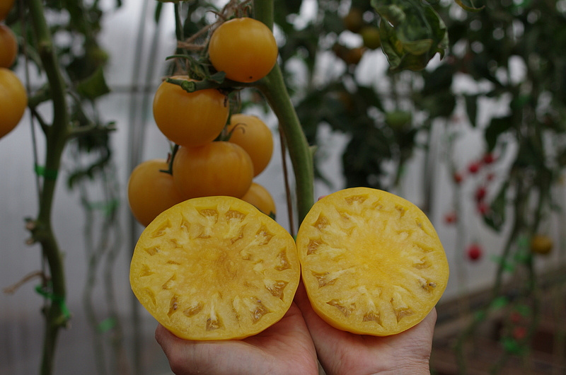 Партнер Томат КРЕМ ТОРТ ^(0,05г) 2-ной пак, изображение 5