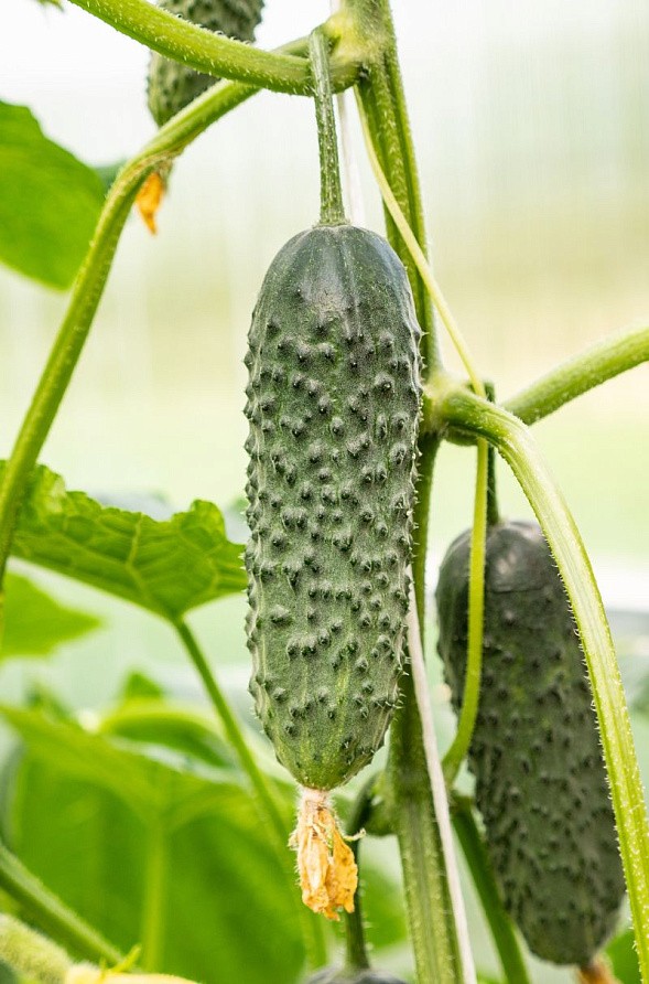 Партнер Огурец ДИРЕКТОР F1 ^(5шт), изображение 3