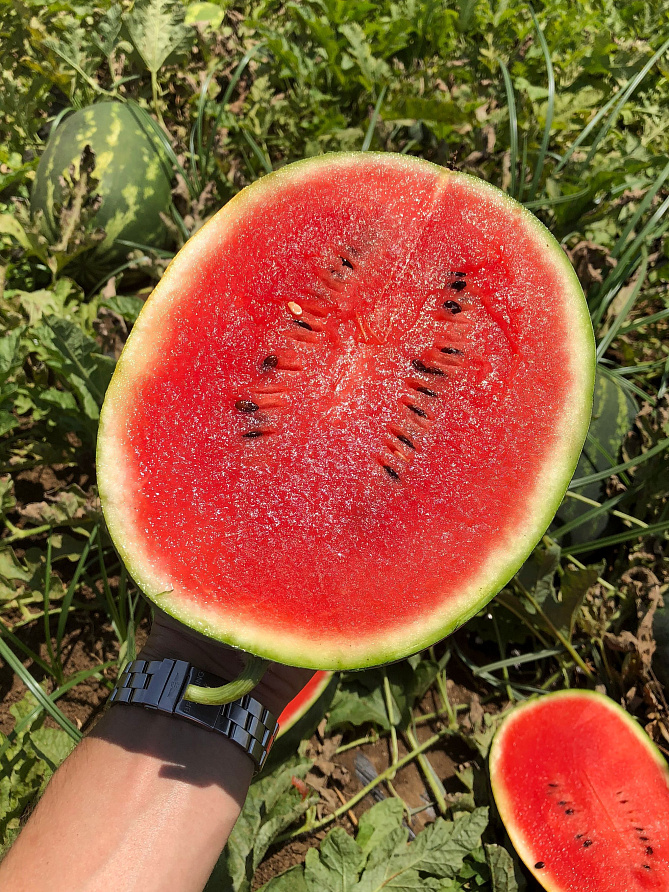 Партнер Арбуз АЙВАЗ F1 ^(5шт) 2-ной пак, изображение 1