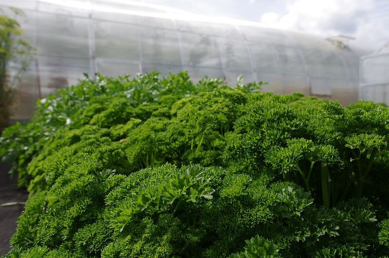 Партнер Петрушка листовая кудрявая АСТРА ^(3г), изображение 3