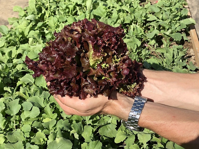 Партнер Салат листовой ЛОЛЛО РОССА ^(0,5г), изображение 2