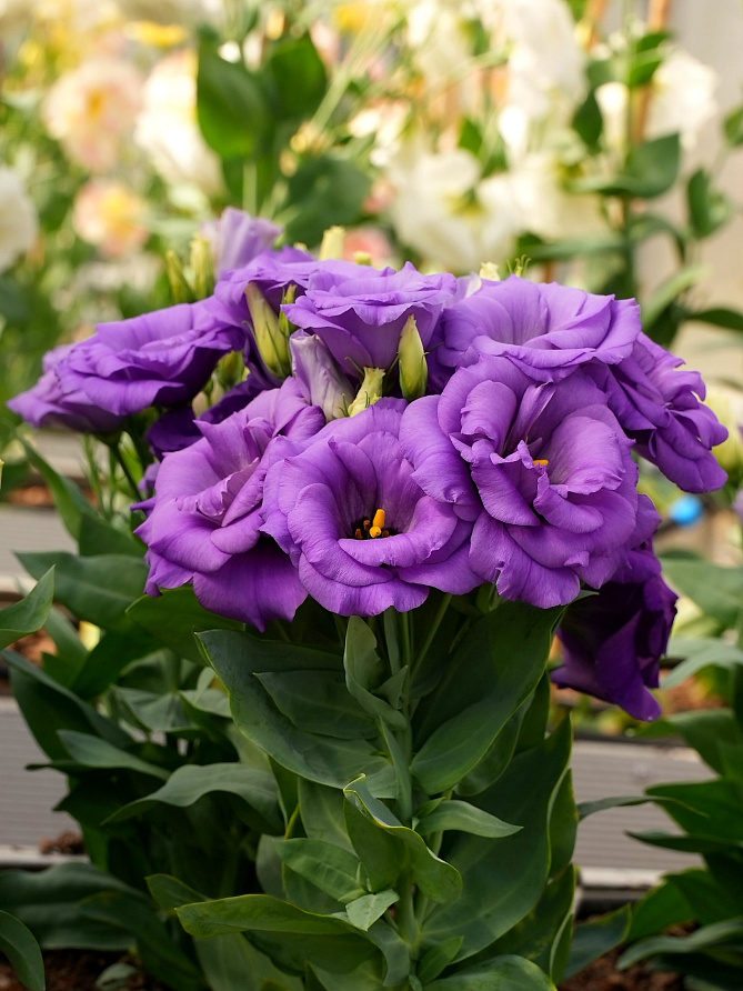 Партнер Эустома F1 карликовая махровая ЛЕДИ ЭШЛИ ^(5шт в амп), изображение 3