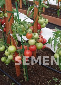 Партнер Томат ИМПЕРАТОРСКАЯ СЛАБОСТЬ F1 ^(0,05г) 2-ной пак фото 5