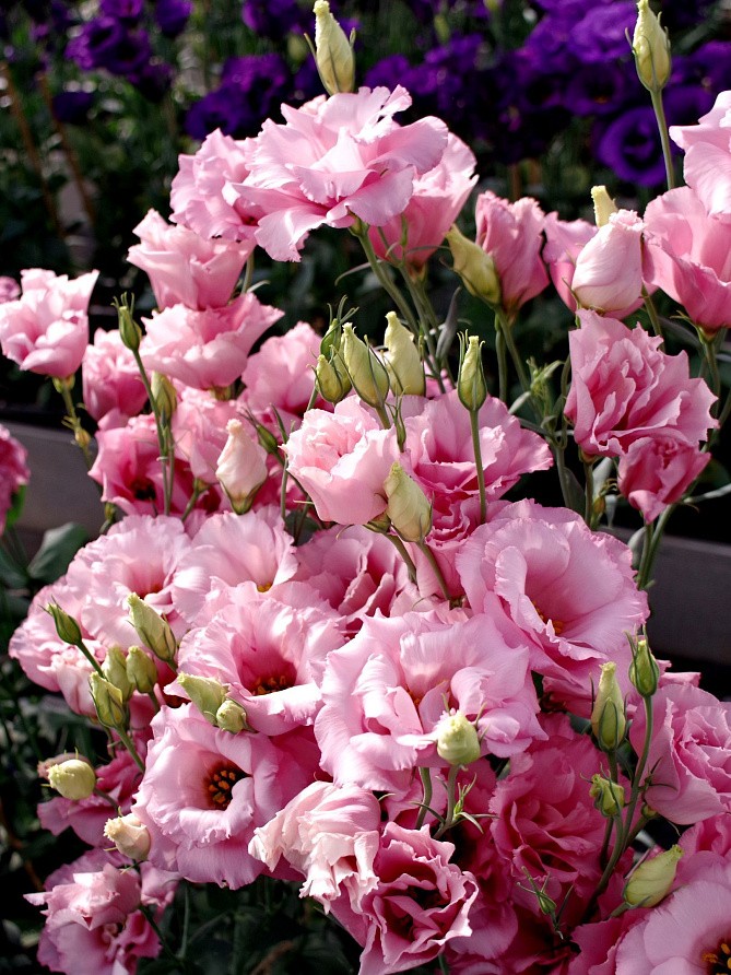 Партнер Эустома F1 срезочная махровая МАДАМ ДЖЕЙН ^(5шт в амп), изображение 4