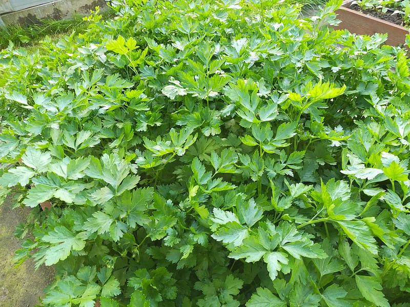 Партнер Петрушка листовая ИТАЛЬЯНСКИЙ ГИГАНТ ^(2г), изображение 3