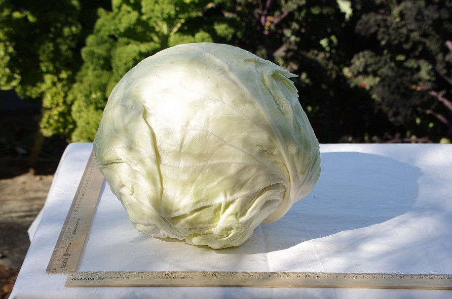 Партнер Капуста б/к СБ-3 F1 ^(0,2г в амп), изображение 4