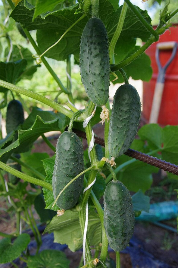 Партнер Огурец СПРИНТ F1 ^(0,5г), изображение 1