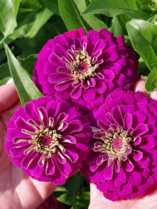 Партнер Цинния F1 ВИЗАНТИЙСКИЙ ПУРПУР / георгиновидная ^(4шт) , изображение 4