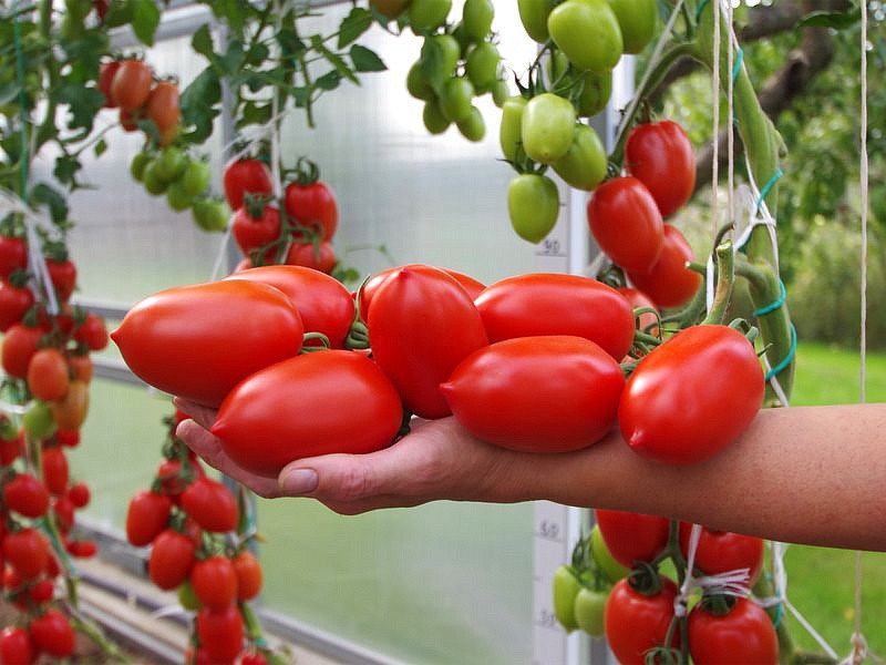 Партнер Томат МИЛЛЕНИУМ F1 ^(10шт) 2-ной пак, изображение 2