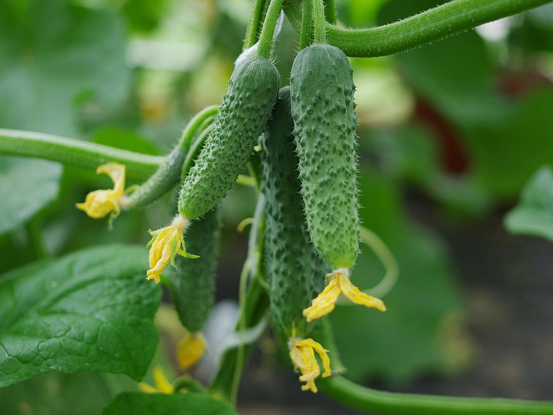 Партнер Огурец ШТОРМ F1 ^(5шт), изображение 3