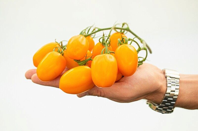 Партнер Томат ВЕРСАЛЬ F1 ^(10шт) 2-ной пак, изображение 1