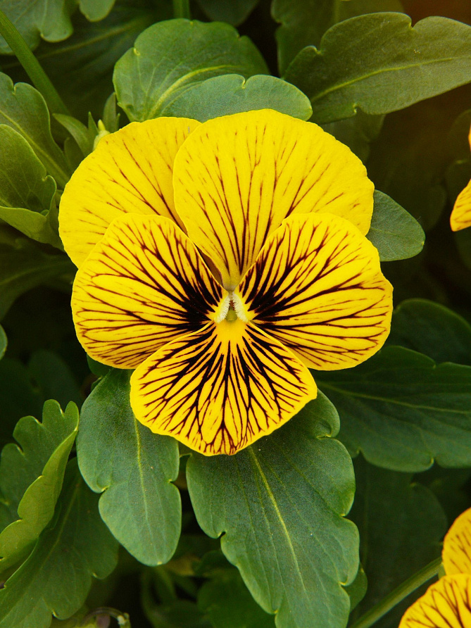 Партнер Виола F1 серия "Соблазн" ШЕРХАН ^(10шт) 2-ной пак, изображение 2