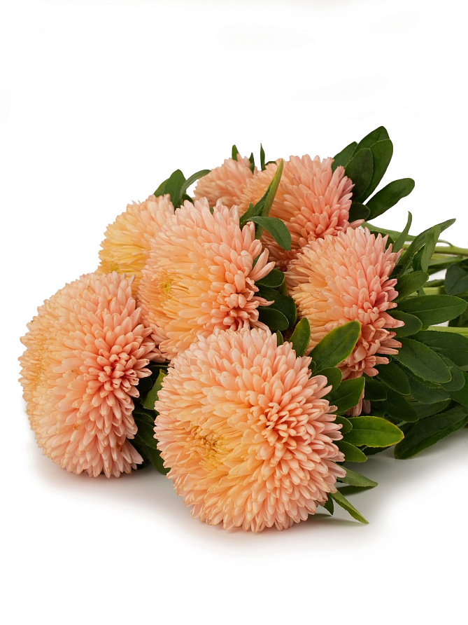 Партнер Астра китайская ОСЕННИЙ ПОЦЕЛУЙ ^(5шт в амп), изображение 2