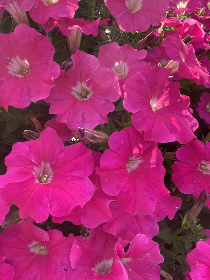 Партнер Петуния серия "Ма Шери" ФИОНА F1 /многоцветковая полуампельная ^(5шт в амп), изображение 1