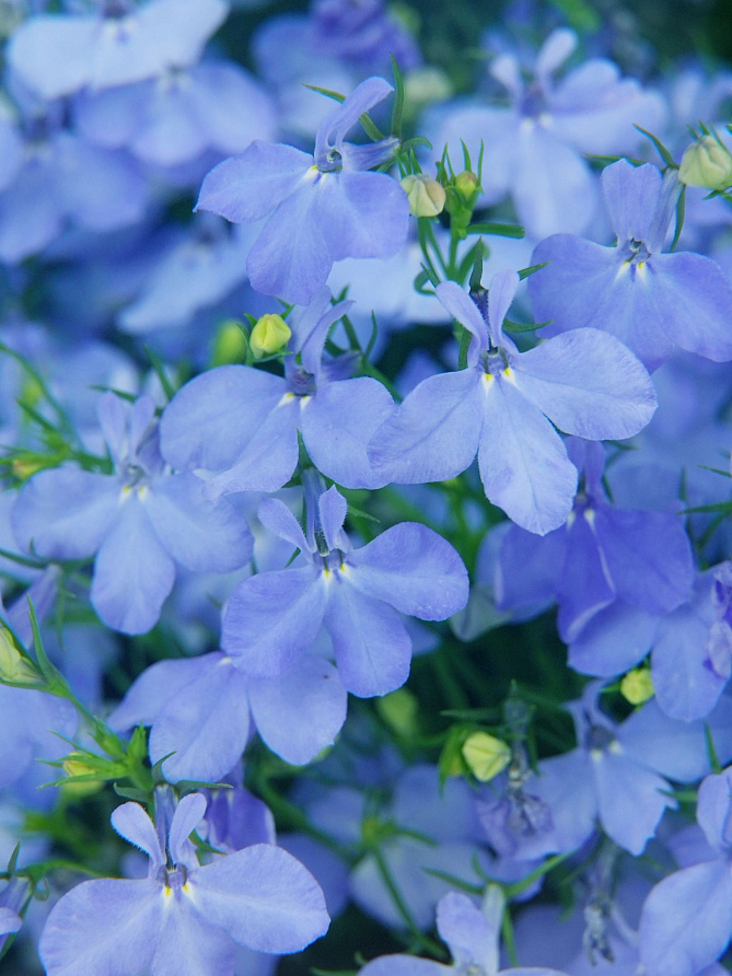 Партнер Лобелия каскадная РИВЬЕРА СКАЙ БЛЮ ^(10шт в амп), изображение 1