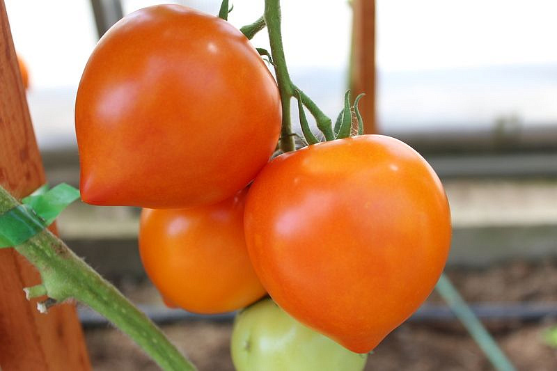 Партнер Томат ЗОЛОТАЯ МИЛЯ F1 ^(0,05г) 2-ной пак, изображение 8