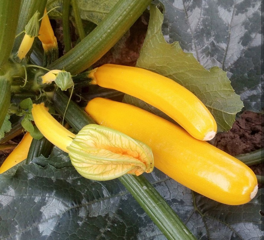 Партнер Кабачок ЯСМИН F1 ^(5шт), изображение 2