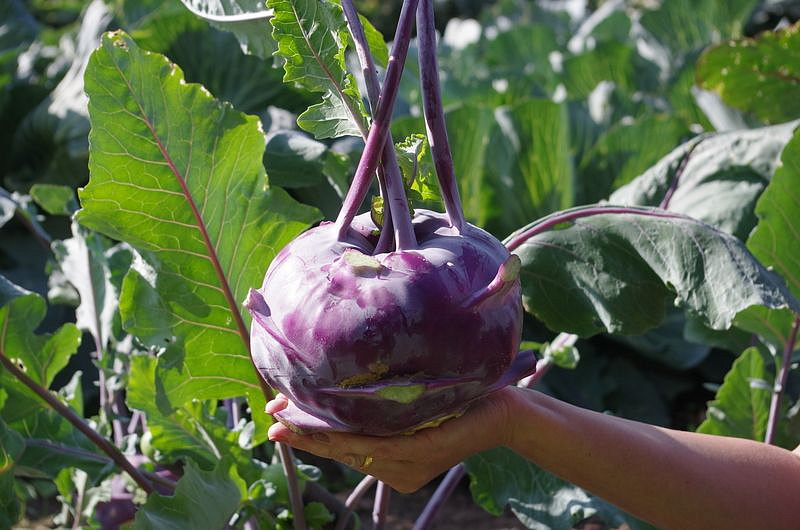 Партнер Капуста кольраби ВИОЛЕТА ^(0,5г), изображение 3