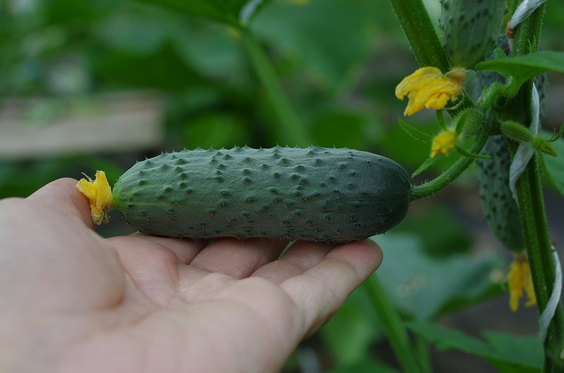 Партнер Огурец ПЛАТОША F1 ^(5шт), изображение 4