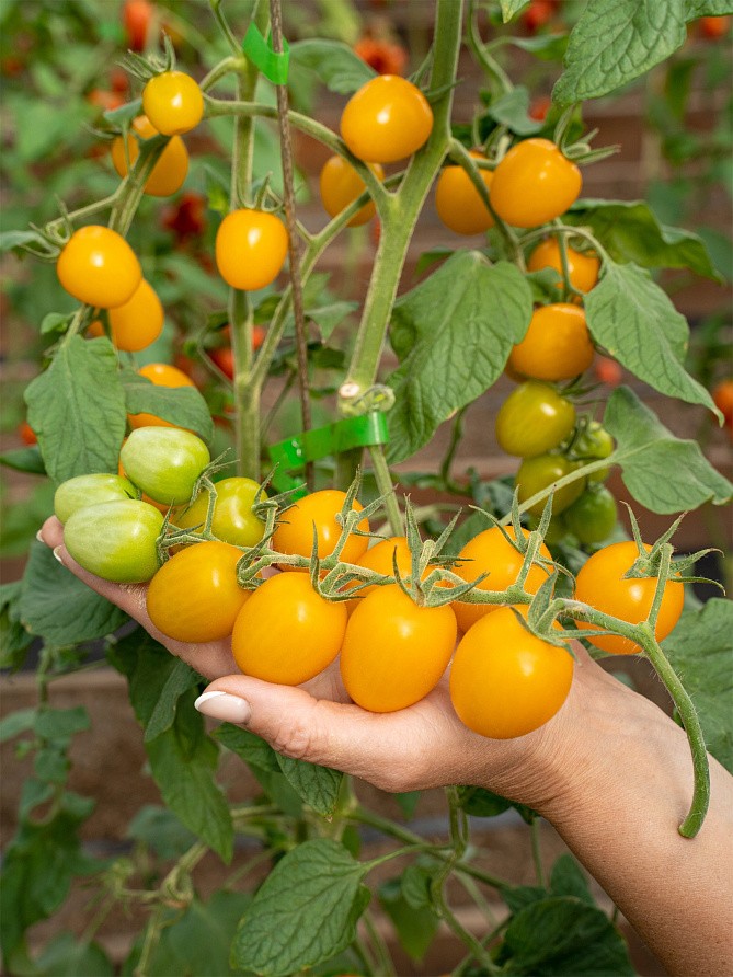 Партнер Томат ЧЕРРИСОФА F1 ^(5шт) 2-ной пак, изображение 1