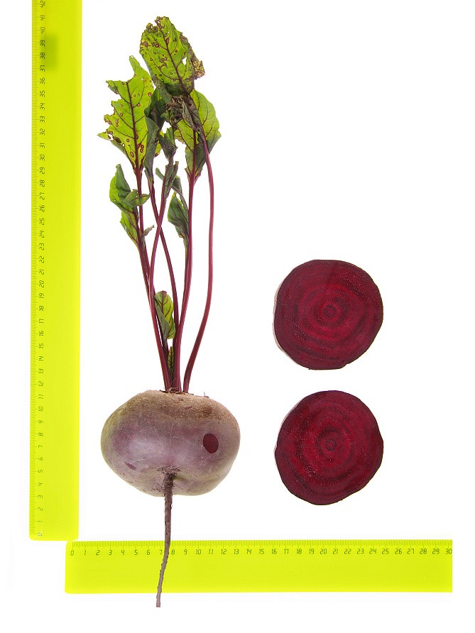 Партнер Свекла ЕГИПЕТСКАЯ ПЛОСКАЯ ^(3г), изображение 3