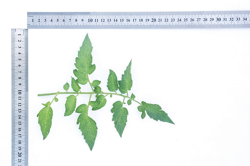 Партнер Томат ЧЕРРИ МИДНАЙТ F1 ^(5шт) 2-ной пак, изображение 2