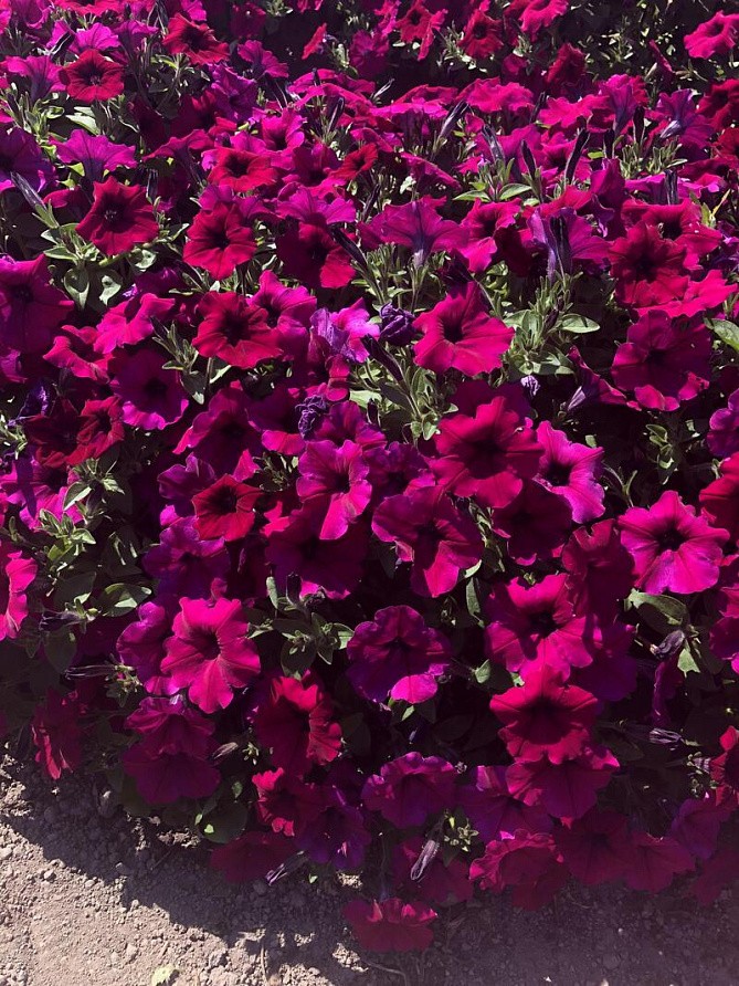 Партнер Петуния серия "Итальянка" ВИОЛЕТТА F1 /многоцветковая каскадная фиолетовая ^(5шт в амп), изображение 1